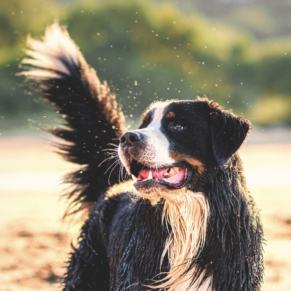 Ottawa dog training expert working with a wet dog.